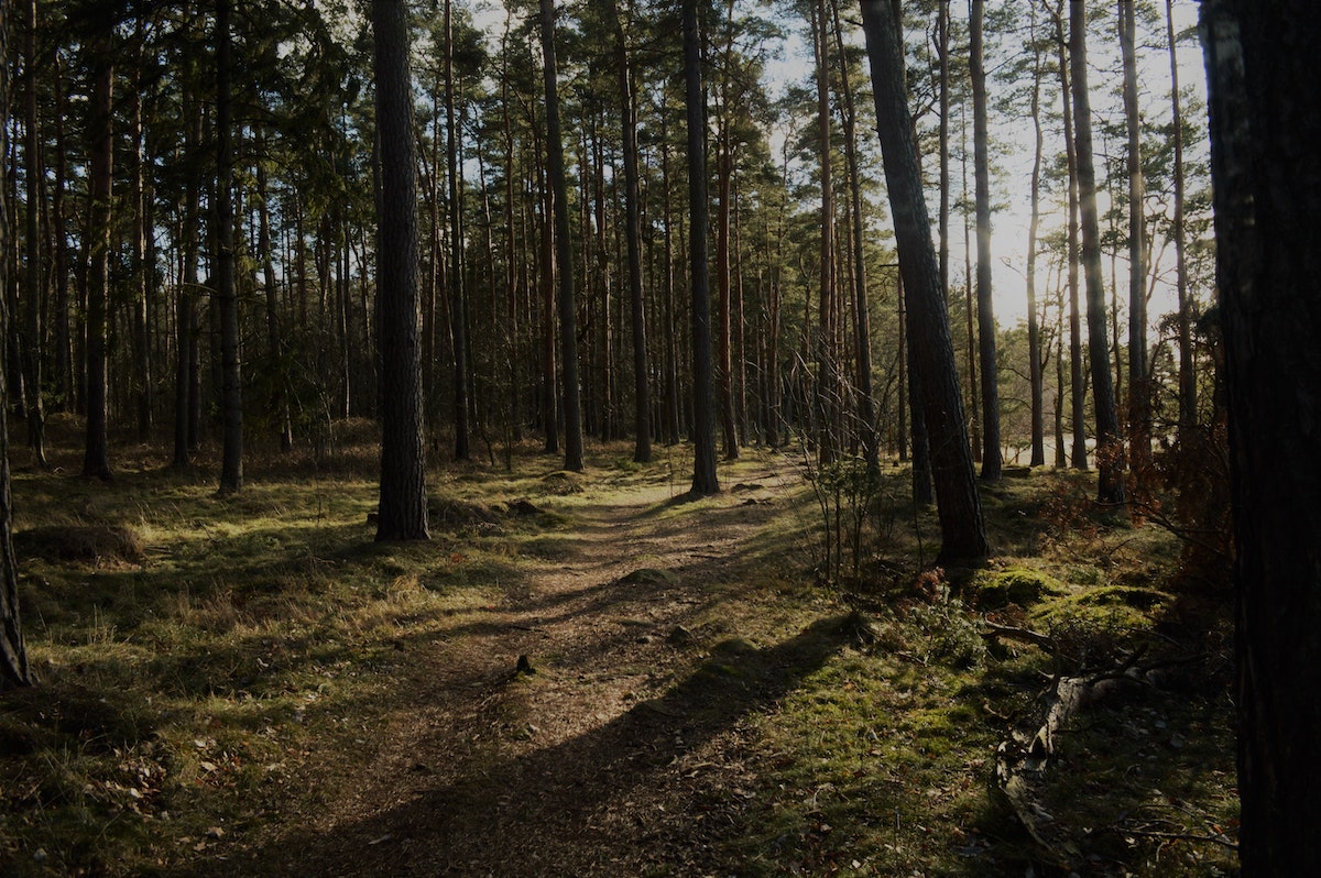 Ambient soundscapes of Sweden’s forests